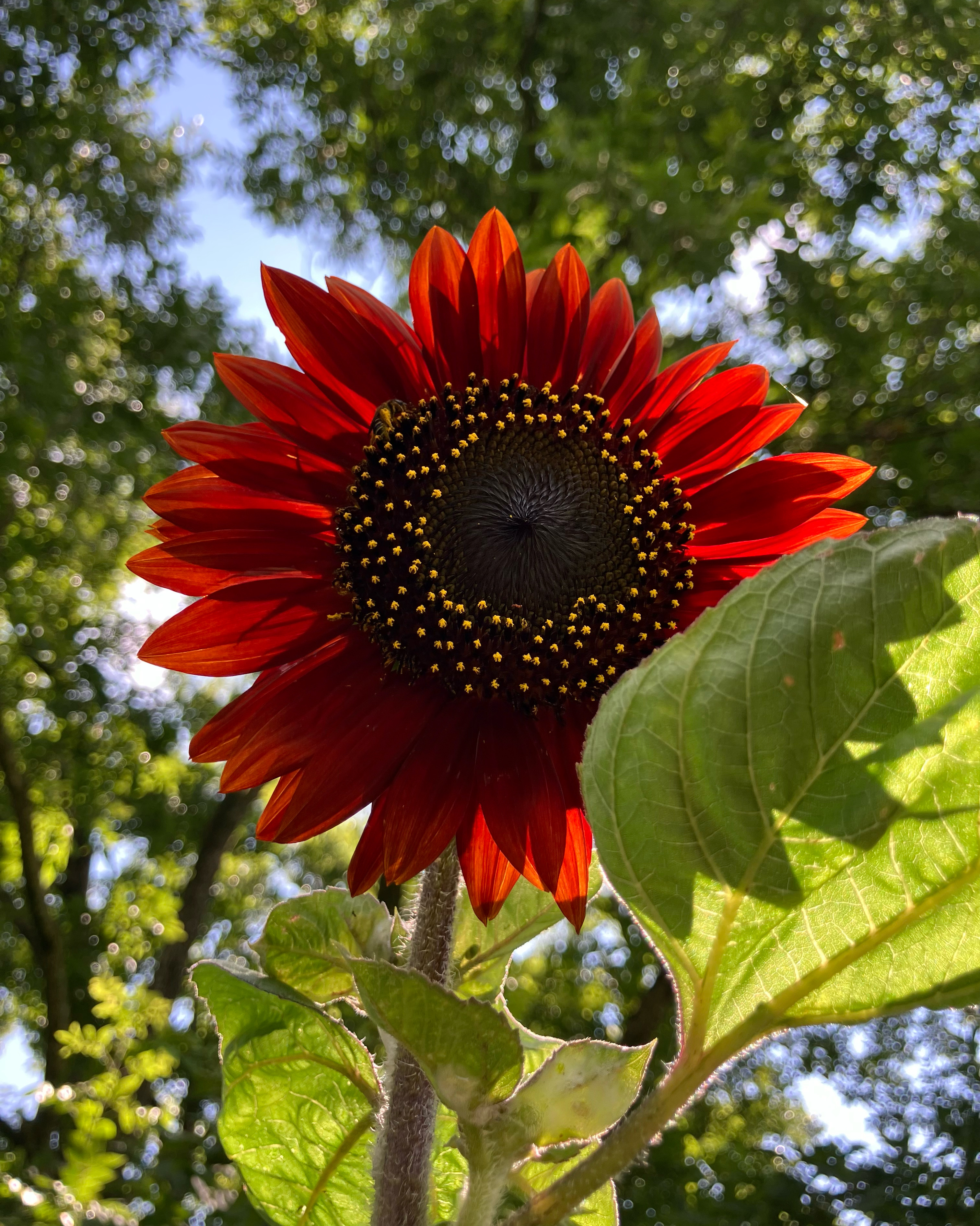 Sunflower